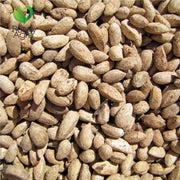 Purelyagro Neem Seeds Azadirachta Indica Sun Dried Organic Neem Beej Nimboli